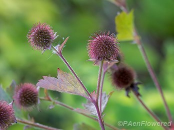 Floodplain avens
